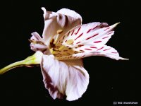 Click here to see full size