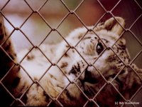 Click here to see full size