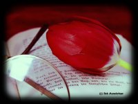 Click here to see full size